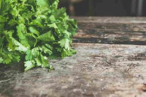 Benefits of Coriander Leaves for Body Health